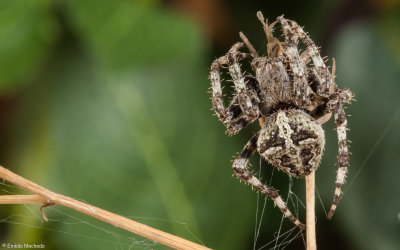 Araneus angulatus 1117FA-97862.jpg