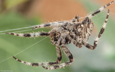Araneus angulatus 1117FA-97893.jpg
