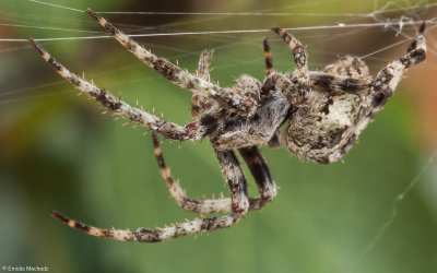 Araneus angulatus 1117FA-97988.jpg