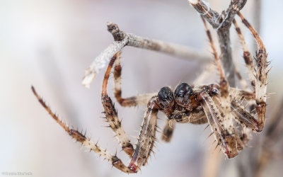 Araneus angulatus cf.0330MA-1.jpg
