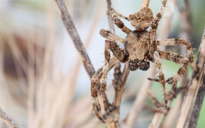 Araneus angulatus cf.0330MA-15.jpg