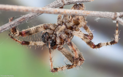 Araneus angulatus cf.0330MA-16.jpg