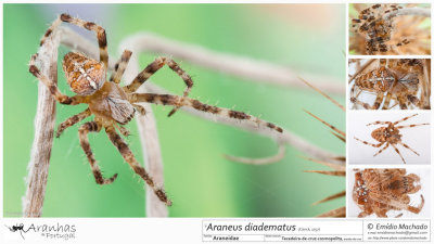 Araneus diadematus  FA.jpg