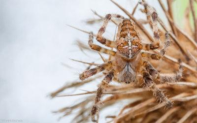 Araneus diadematus 0000FA-95234.jpg