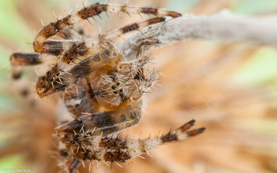 Araneus diadematus 0000FA-95246-2.jpg