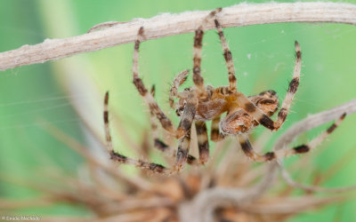 Araneus diadematus 0000FA-95337.jpg