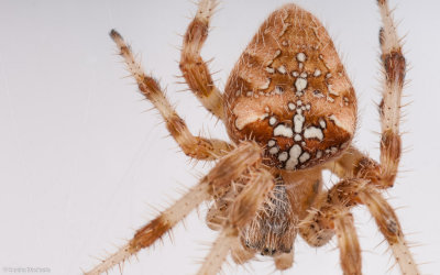 Araneus diadematus 1267FA-97984.jpg
