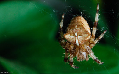 Araneus pallidus 0000Fs-0061621.jpg