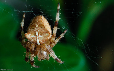 Araneus pallidus 0000Fs-0061621-2.jpg