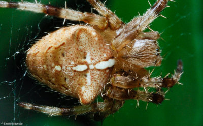 Araneus pallidus 0000Fs-0061621-3.jpg