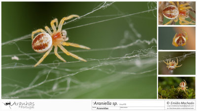 Araniella sp 1242FA-2.jpg