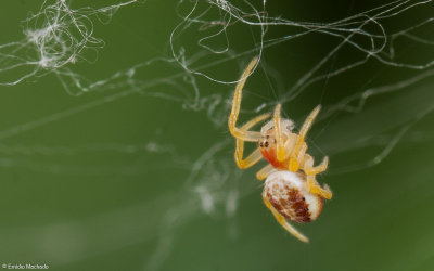 Araniella sp.1242FA-96403.jpg