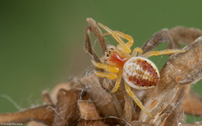 Araniella sp.1242FA-96427.jpg