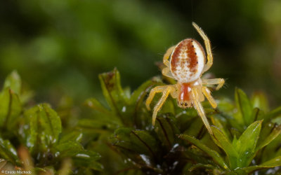 Araniella sp.1242FA-96437.jpg