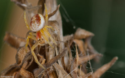 Araniella sp.1242FA-96459.jpg