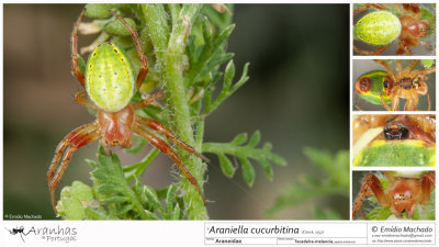 Araniella cucurbitina   FA.jpg