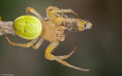 Araniella cucurbitina 1346FA-93864.jpg