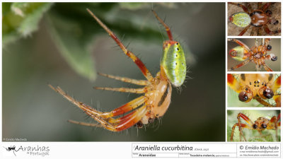 Araniella cucurbitina  MA.jpg