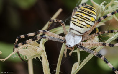 Argiope bruennichi 0927FA-90981.jpg