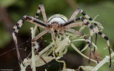 Argiope bruennichi 0927FA-90982.jpg