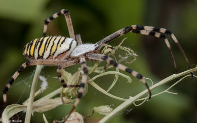 Argiope bruennichi 0927FA-90994.jpg