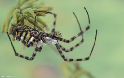 Argiope trifasciata 0000FA-96593.jpg