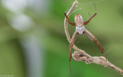 Argiope trifasciata 0879MA-17.jpg