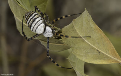Argiope trifasciata 1076FA-94691.jpg