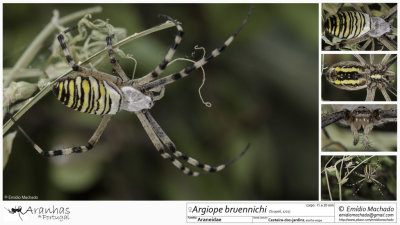 Argiope bruennichi   FA.jpg