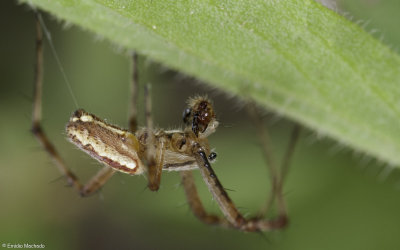 Argiope bruennichi 0921MA-90743.jpg