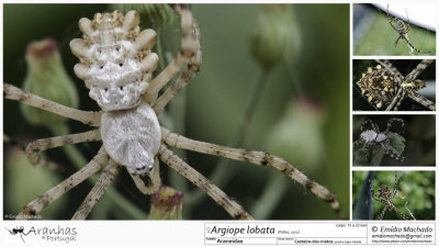 Argiope lobata FA.jpg