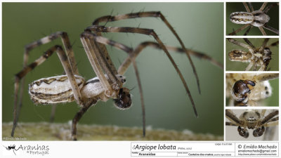 Argiope lobata MA.jpg