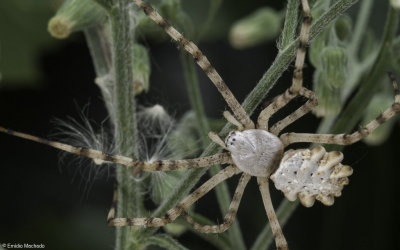 Argiope lobata 0845FS-96935.jpg