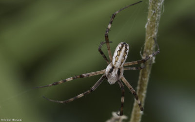 Argiope lobata 0847MA-99148.jpg