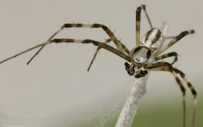 Argiope lobata 1036MA-97785.jpg