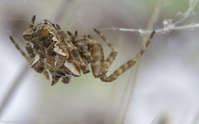 Cyrtophora citricola 0000FA-94028.jpg
