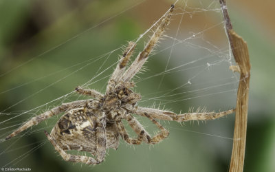Cyrtophora citricola 1120FA-98060.jpg