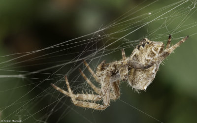 Cyrtophora citricola 1120FA-98101.jpg
