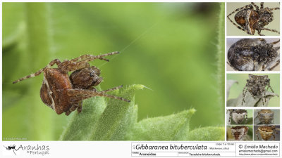 Gibbaranea bituberculata  FA.jpg