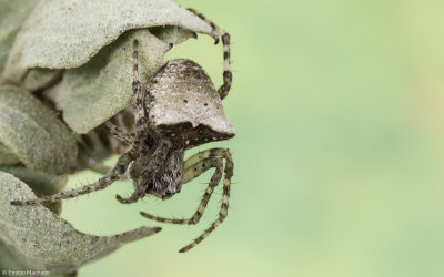 Gibbaranea bituberculata 0029FA-92172.jpg