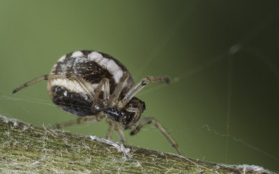 Hypsosinga albovittata 0891FA-99199.jpg