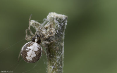 Hypsosinga albovittata 0891FA-99211.jpg