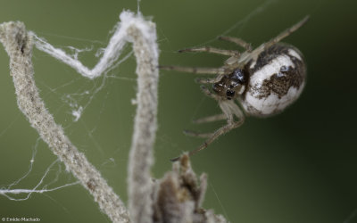 Hypsosinga albovittata 0891FA-99224.jpg