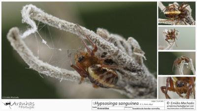 Hypsosinga sanguinea FA.jpg