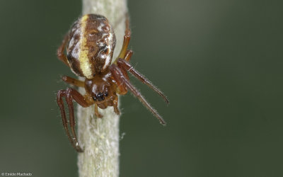 Hypsosinga sanguinea 0902FA-90180.jpg