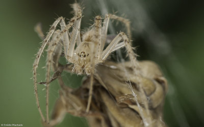 Larinia lineata 1252MA-96622.jpg