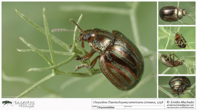  Chrysomelidae