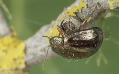 Chrysolina Taeniochrysea americana Linnaeus-90540.jpg