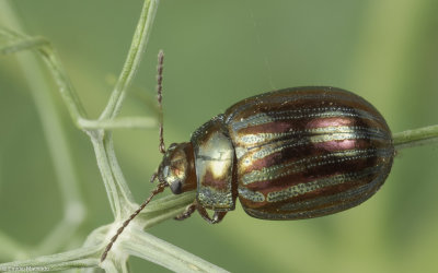 Chrysolina Taeniochrysea americana Linnaeus-90589.jpg