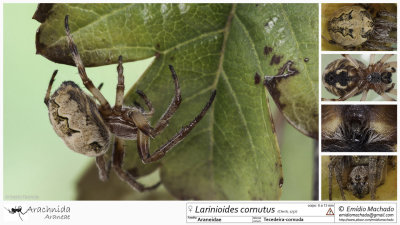 Larinioides cornutus  FA.jpg